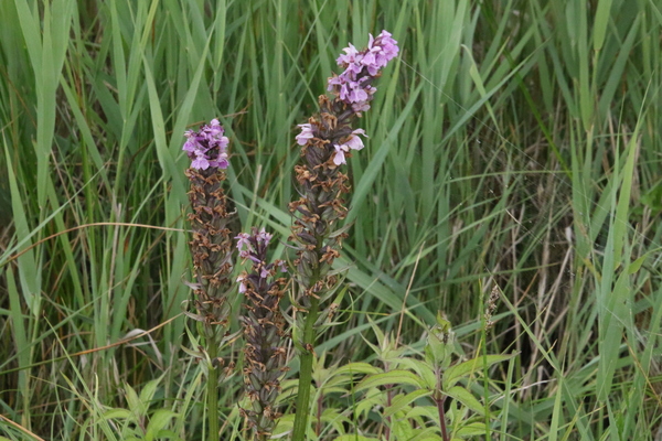 photo of Southern Marsh Orchid