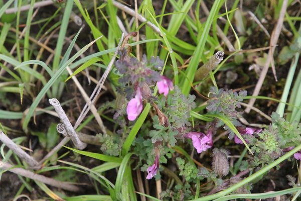 photo of Marsh Lousewort