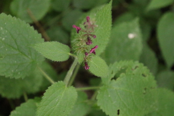photo of Hedge Woundwort