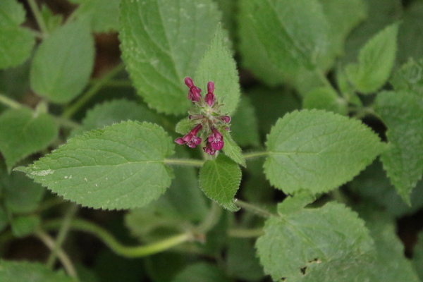 photo of Hedge Woundwort