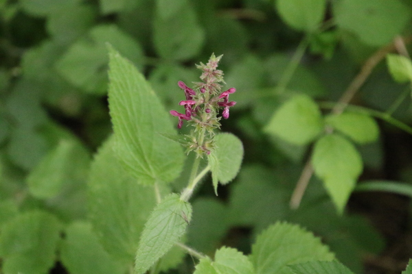 photo of Hedge Woundwort