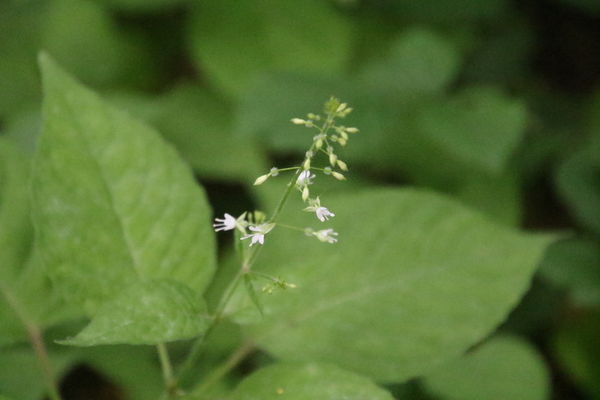 photo of Enchanter's Nightshade