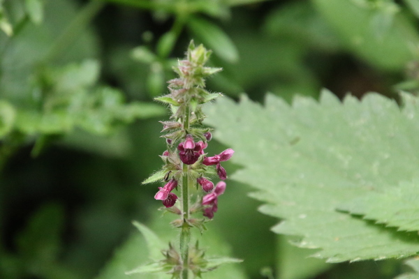 photo of Hedge Woundwort