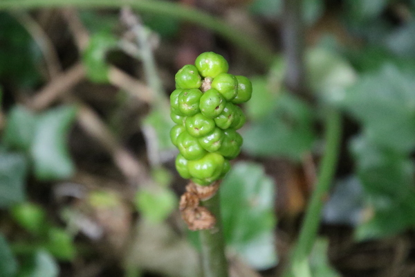 photo of Lords And Ladies