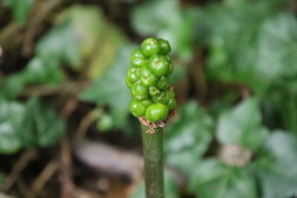 photo of Lords And Ladies