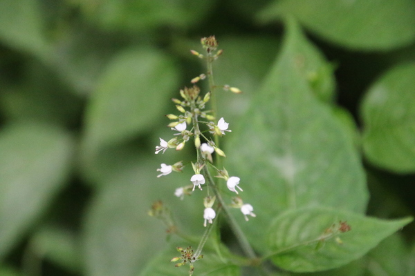 photo of Enchanter's Nightshade