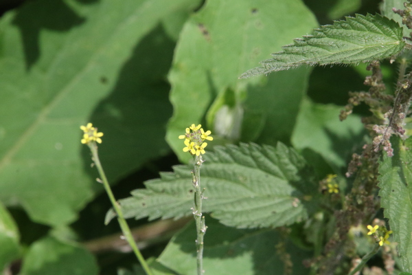 photo of Hedge Mustard