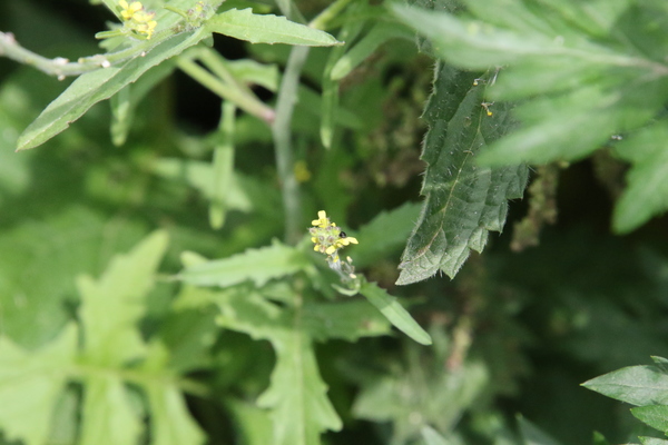 photo of Hedge Mustard