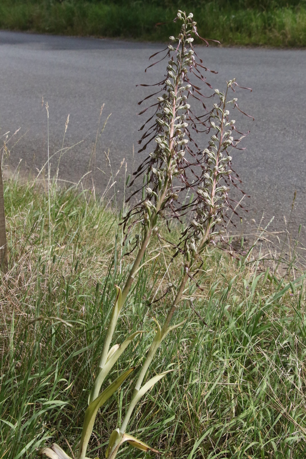 photo of Lizard Orchid