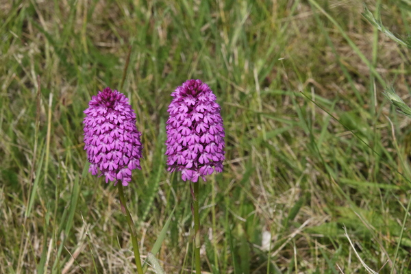 photo of Pyramidal Orchid
