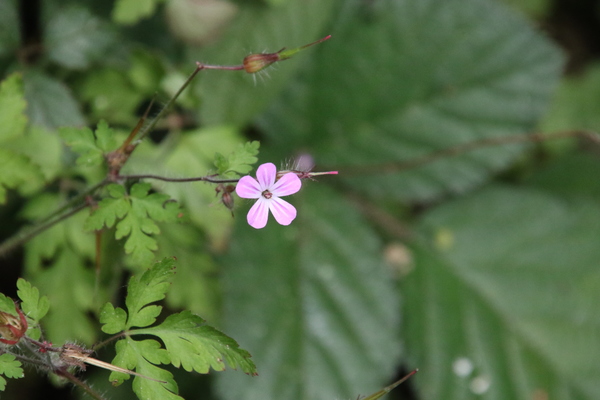 photo of Herb Robert