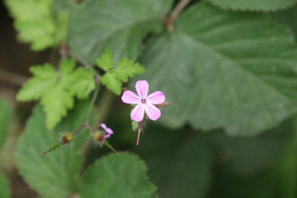 photo of Herb Robert