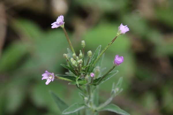 photo of Hoary Willowherb