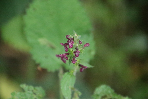 photo of Hedge Woundwort