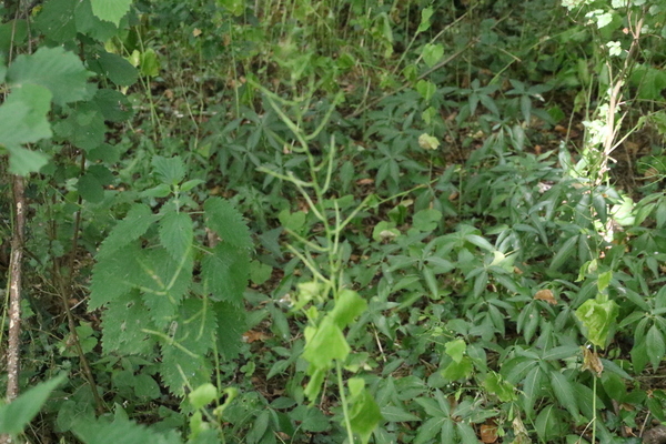 photo of Garlic Mustard