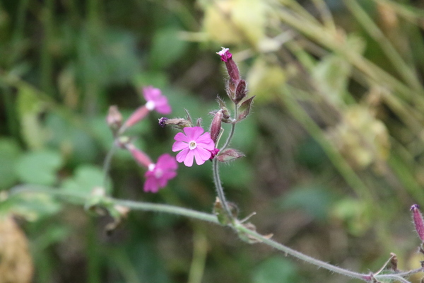 photo of Red Campion