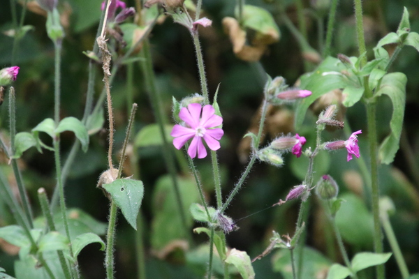photo of Red Campion