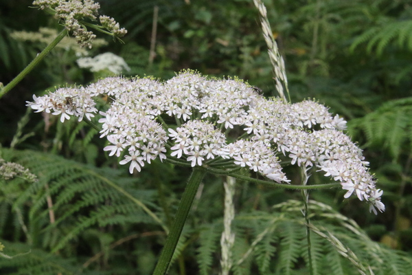photo of Hogweed