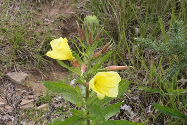 photo of Large Flowered Evening Primrose