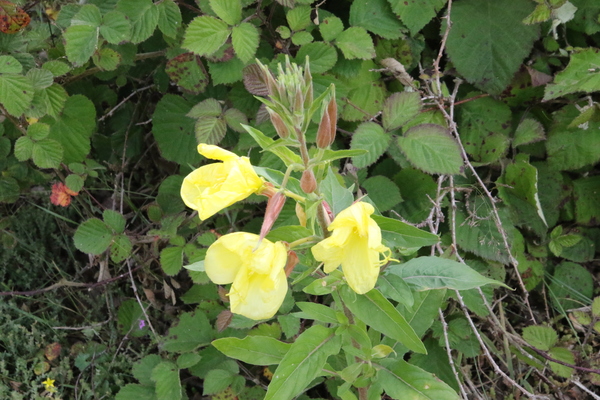 photo of Large Flowered Evening Primrose
