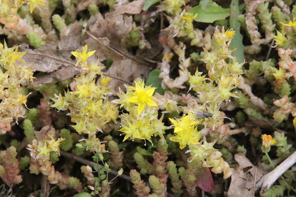 photo of Biting Stonecrop