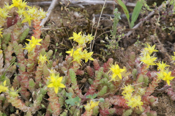 photo of Biting Stonecrop