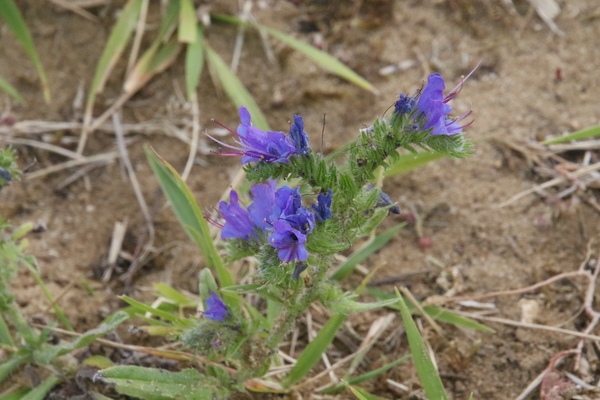 photo of Vipers Bugloss