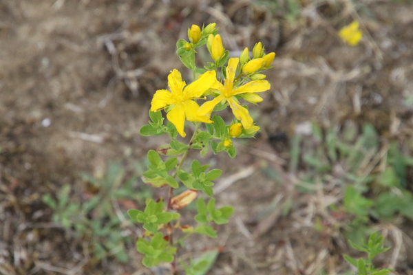 photo of Perforate St. John's Wort