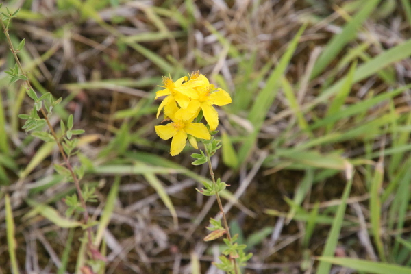 photo of Perforate St. John's Wort