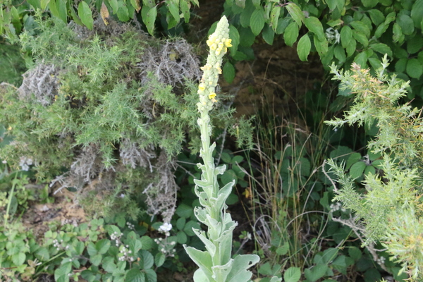 photo of Great Mullein