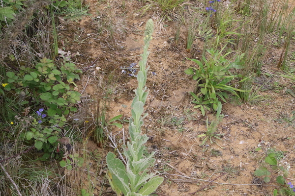 photo of Great Mullein