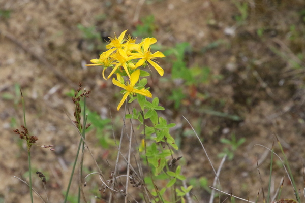 photo of Perforate St. John's Wort