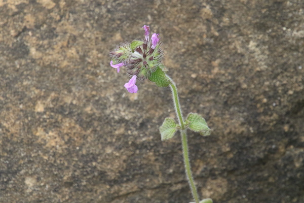 photo of Wild Basil