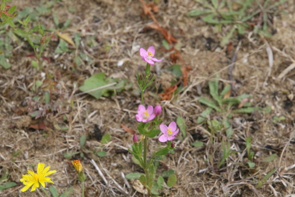 photo of Common Centaury