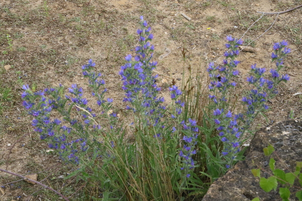 photo of Vipers Bugloss