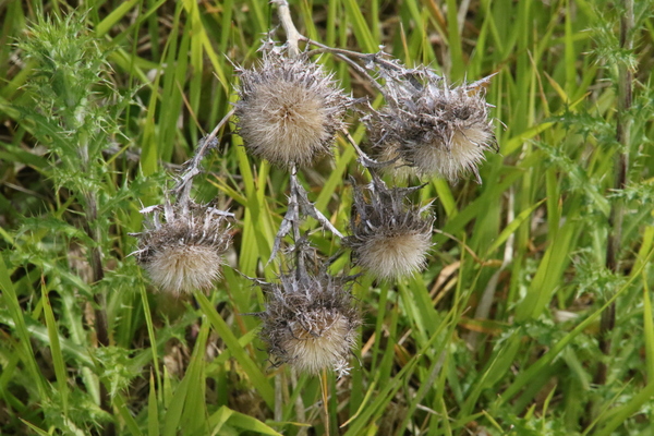 photo of Carline Thistle
