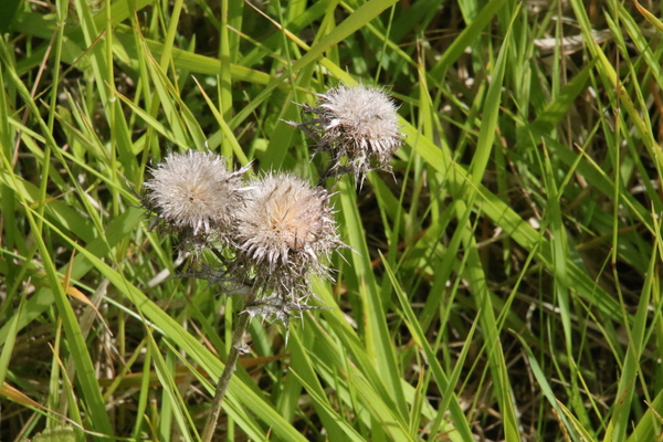 photo of Carline Thistle