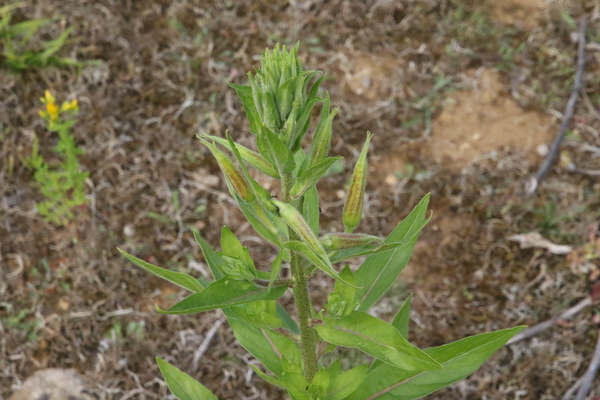 photo of Common Evening Primrose