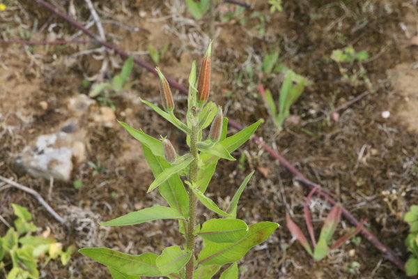 photo of Large Flowered Evening Primrose