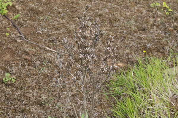 photo of Vipers Bugloss