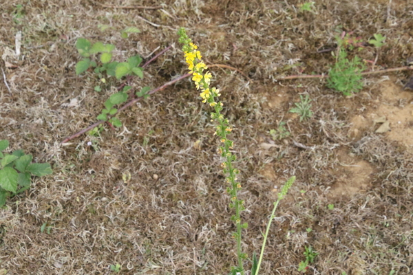 photo of Agrimony