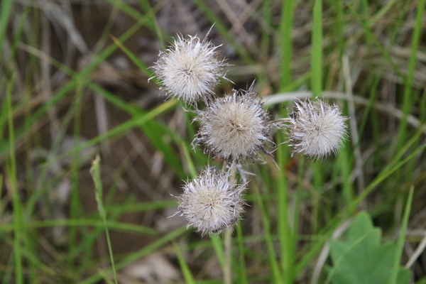 photo of Carline Thistle