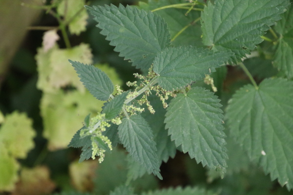 photo of Common Nettle