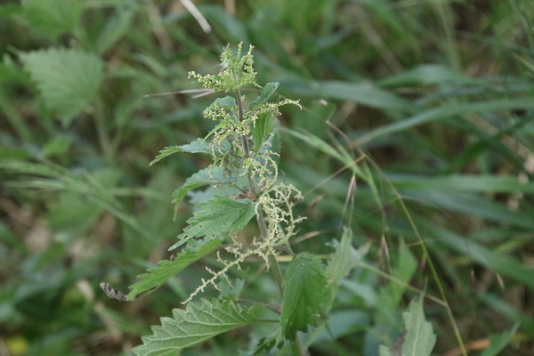 photo of Common Nettle