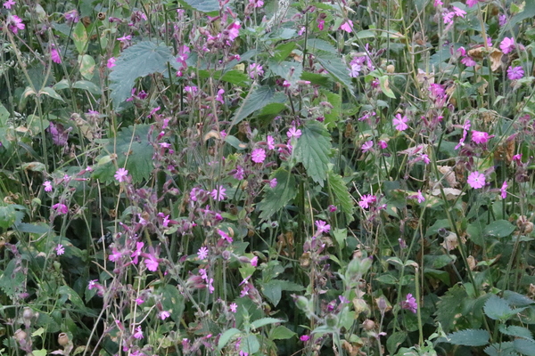 photo of Red Campion