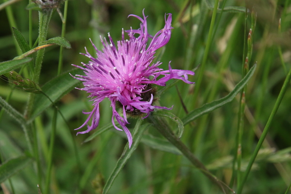 photo of Common Knapweed