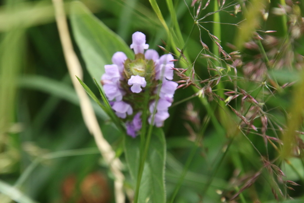 photo of Selfheal