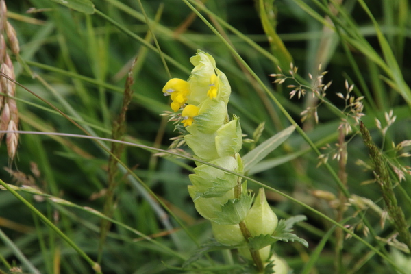photo of Yellow Rattle