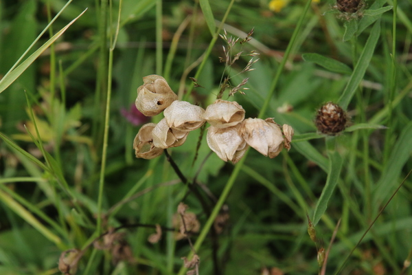 photo of Yellow Rattle