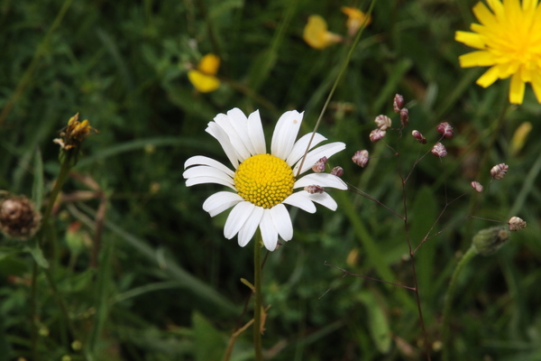 photo of Oxeye Daisy